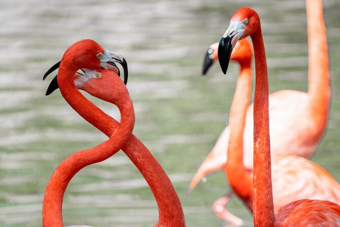San Antonio Zoo General Admission Ticket - Key points to know before you go