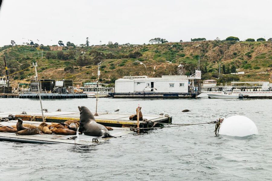 San Diego: SEAL City Tour by Amphibious Bus - Who should book the San Diego SEAL tour?