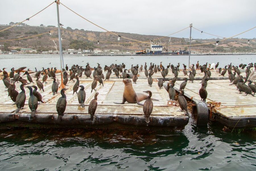 San Diego: SEAL City Tour by Amphibious Bus - The land portion: Embarcadero, airport, and military San Diego