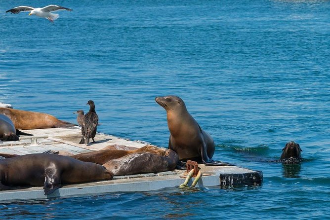 San Diego Seal Tour - The guides make or break the hour and a half