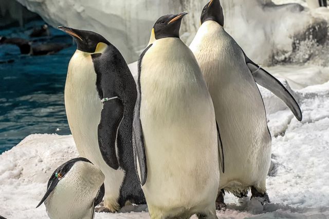San Diego: SeaWorld Skip-the-Line Park Admission Ticket - What your SeaWorld day actually includes