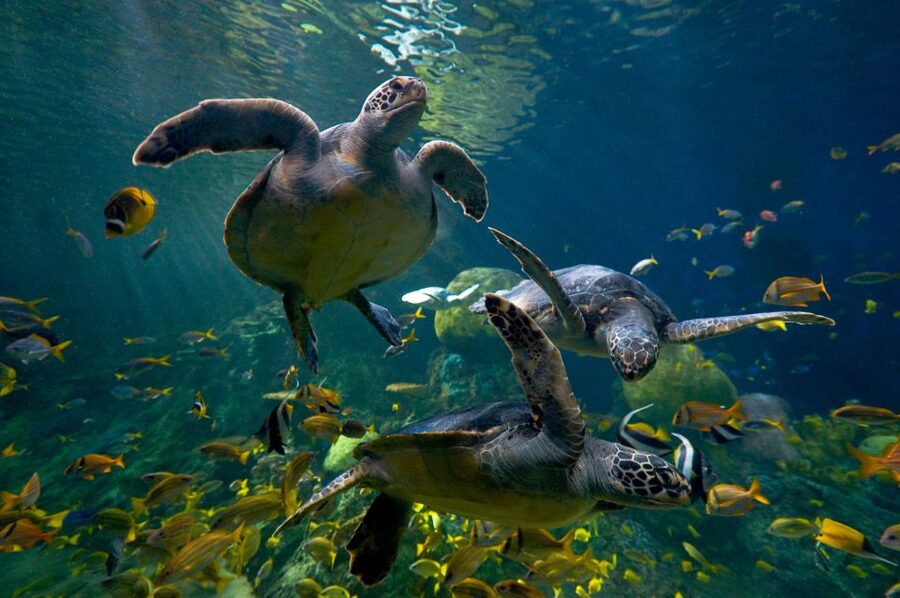 San Diego: SeaWorld Skip-the-Line Park Admission Ticket - How to get better value from the $85 ticket