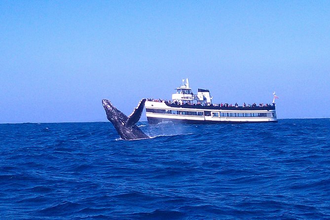 San Diego Whale Watching Cruise - Key points to know before you sail