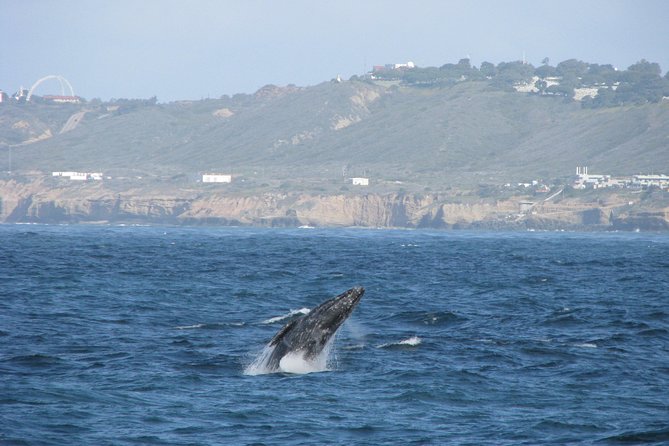 San Diego Whale Watching Cruise - Why sailing aboard America changes the whale-watching day