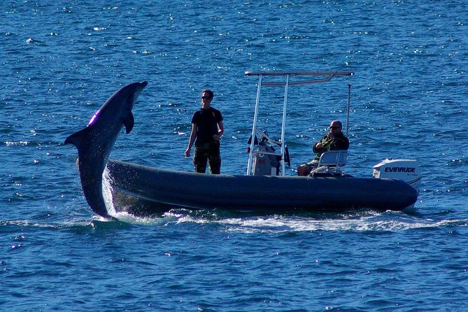 San Diego Whale Watching Cruise - Searching for gray whales, dolphins, and sea lions