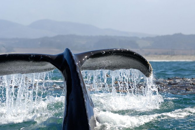 San Diego Whale Watching Cruise - What the whale guarantee really means