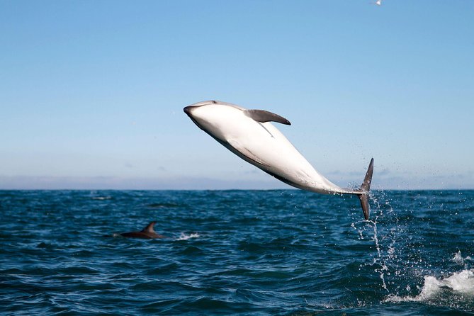 San Diego Whale Watching Cruise - Is $85 a fair price for four to four and a half hours?