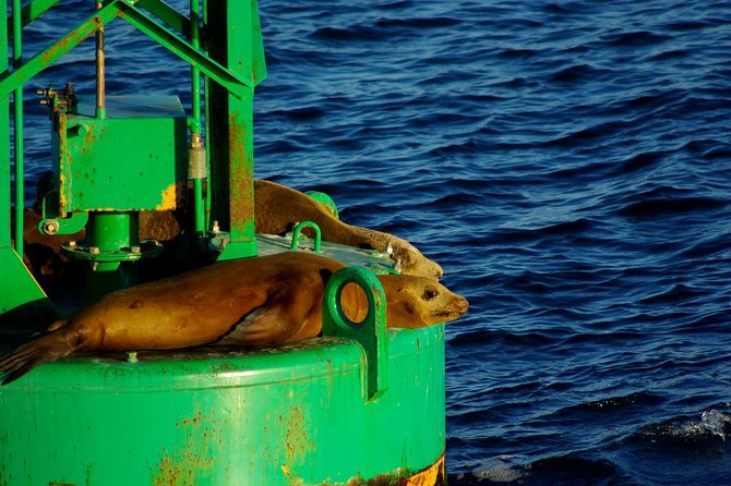 San Diego Whale Watching Cruise - Choosing your departure time and preparing well