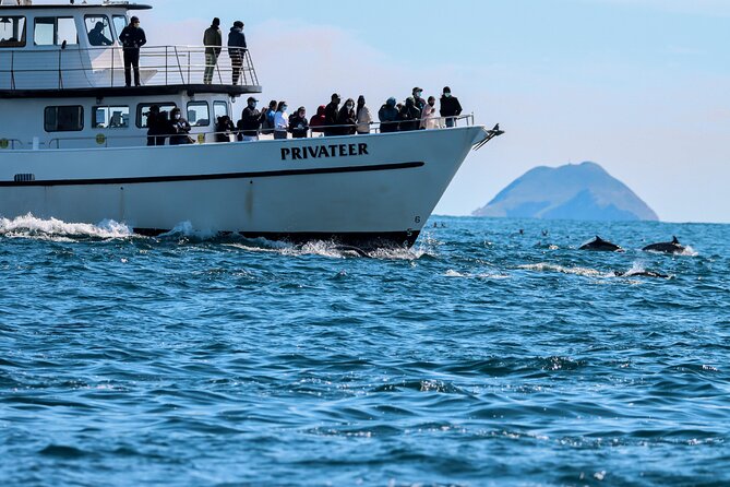 San Diego Whale Watching & Dolphin Cruise - Key points to know before booking