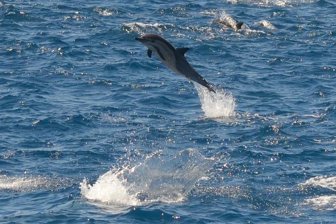 San Diego Whale Watching & Dolphin Cruise - Leaving from Mission Bay at 1617 Quivira Road