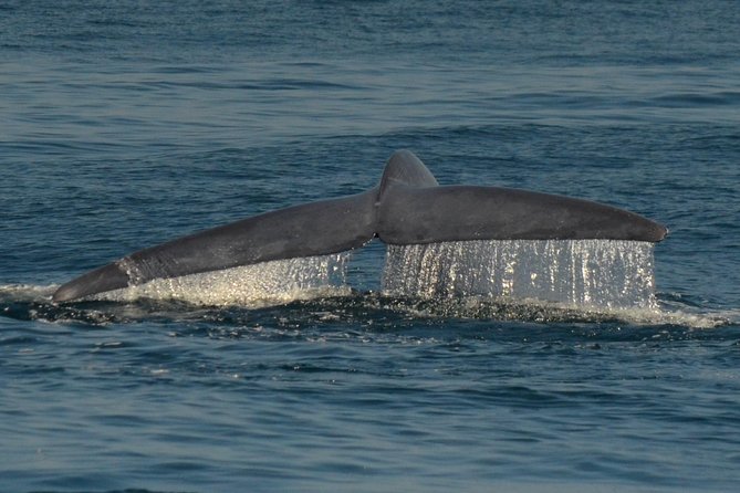 San Diego Whale Watching & Dolphin Cruise - What the $71 ticket really buys you