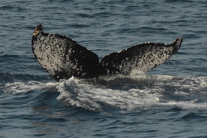 San Diego Whale Watching & Dolphin Cruise - The whale-or-dolphin return policy