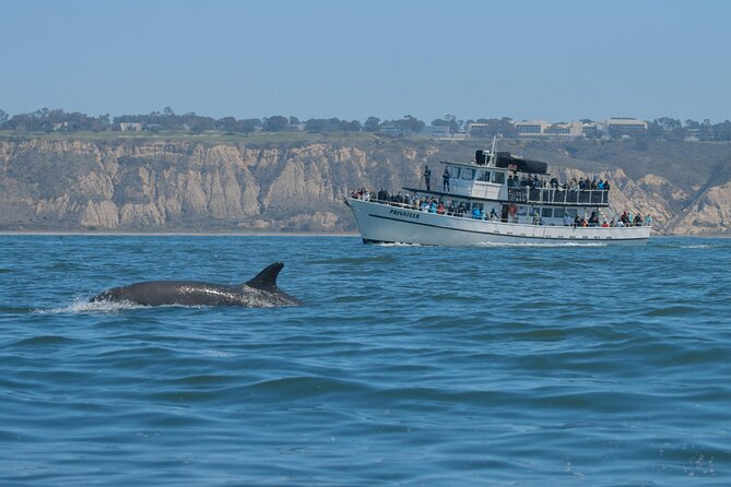 San Diego Whale Watching & Dolphin Cruise - Practical tips for a better day