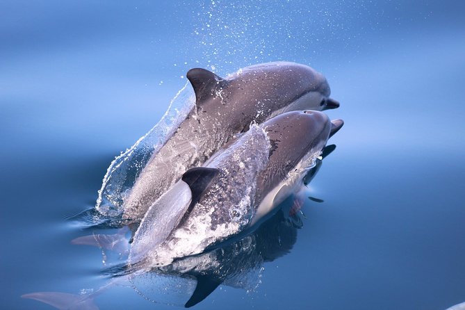 San Diego Whale Watching & Dolphin Cruise - Crossing the bay toward the Pacific