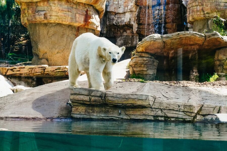 San Diego Zoo: 1-Day Admission Ticket - A full day inside San Diego Zoo