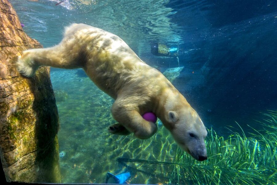 San Diego Zoo: 1-Day Admission Ticket - Polar Bear Plunge brings you close to the action