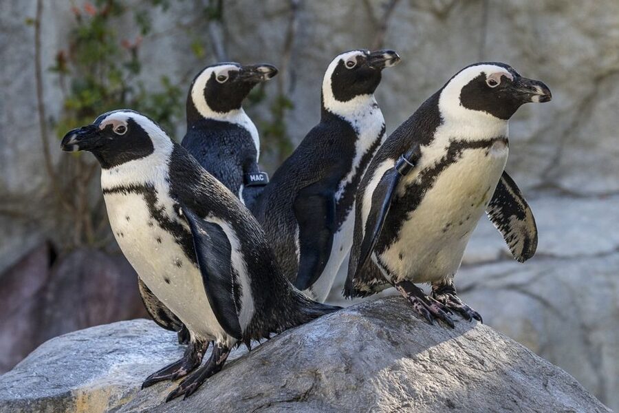 San Diego Zoo: 1-Day Admission Ticket - Africa Rocks and the zoo’s less familiar animals