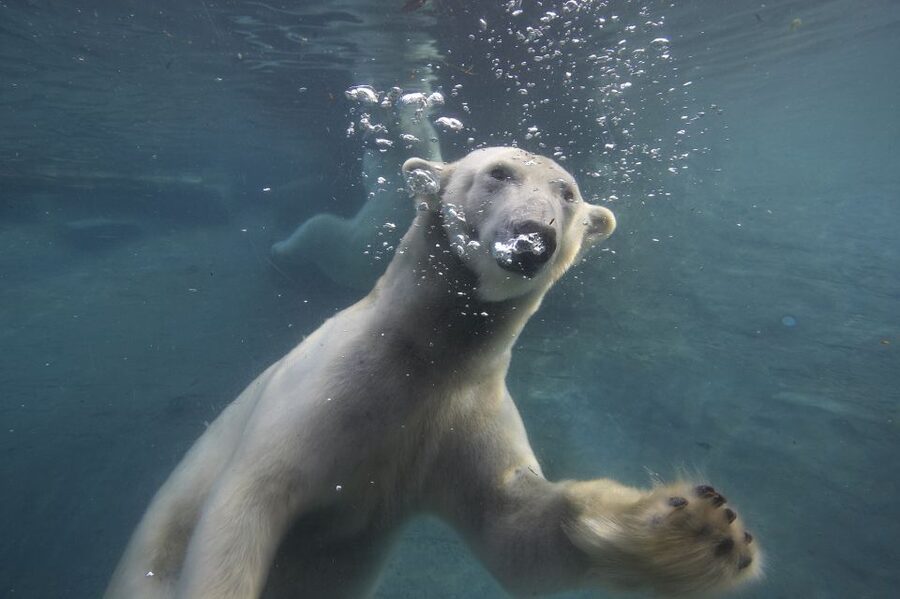 San Diego Zoo: 1-Day Admission Ticket - Gorillas, koalas, big cats, and familiar favorites