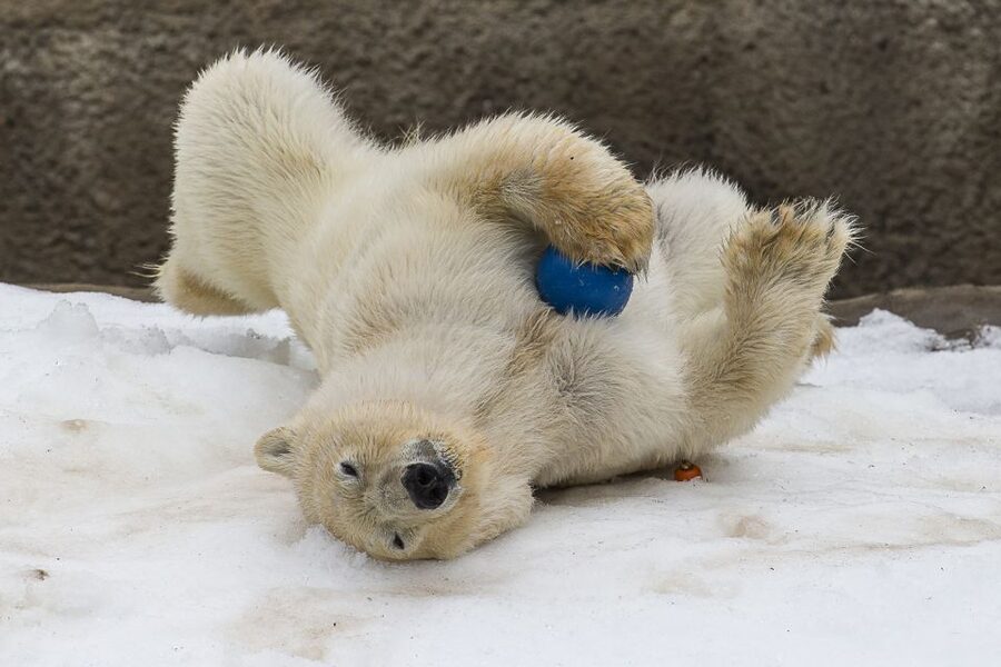 San Diego Zoo: 1-Day Admission Ticket - Sea lion presentations and scheduled activities
