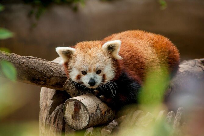 San Diego Zoo 1-Day Pass: Any Day Ticket - Ride Skyfari over the treetops