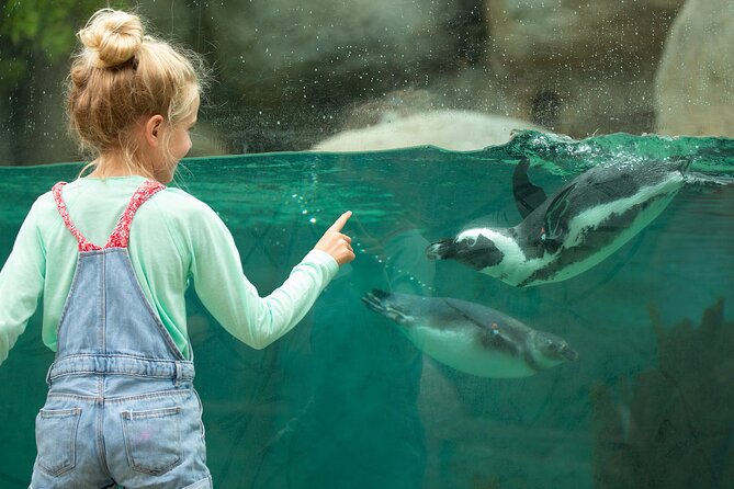 San Diego Zoo 1-Day Pass: Any Day Ticket - Walking, food, phones, and practical comfort