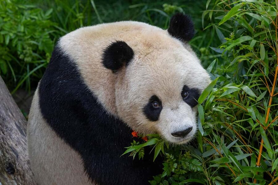 San Diego Zoo Admission Ticket - Why San Diego Zoo takes a full day
