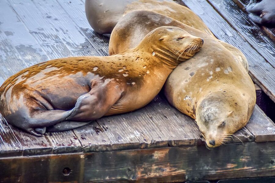 San Francisco: Alcatraz, Fisherman’s Wharf & Optional Extras - Pier 39 and the famous sea lions