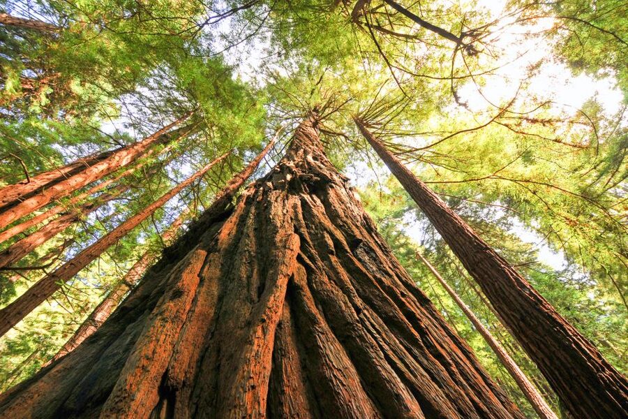 San Francisco: Muir Woods and Sausalito Half-Day Trip - FAQ