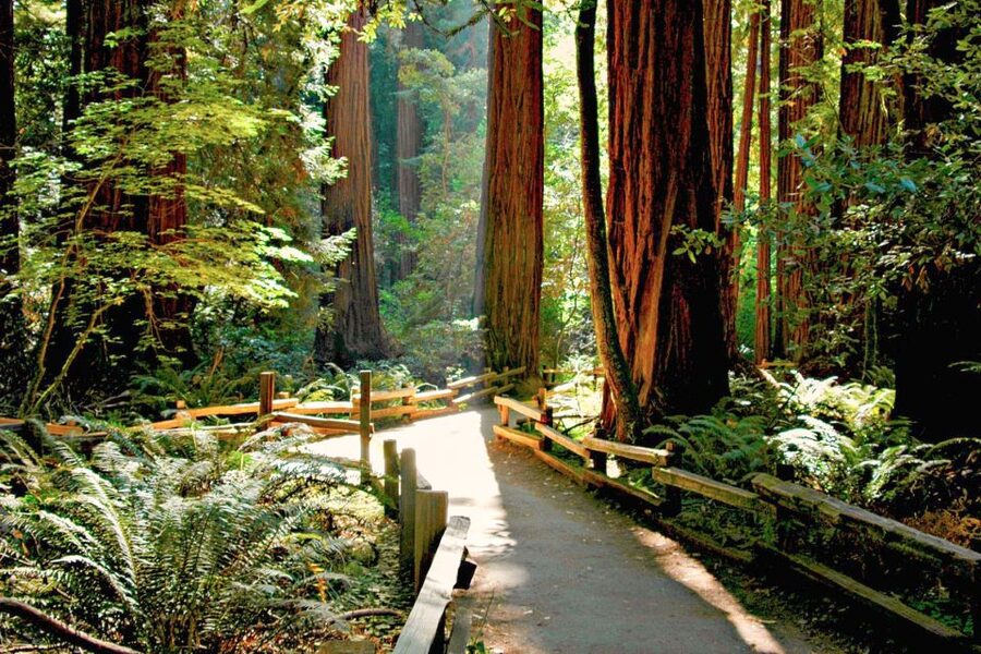 San Francisco: Muir Woods and Sausalito Half-Day Trip - Who should book this tour