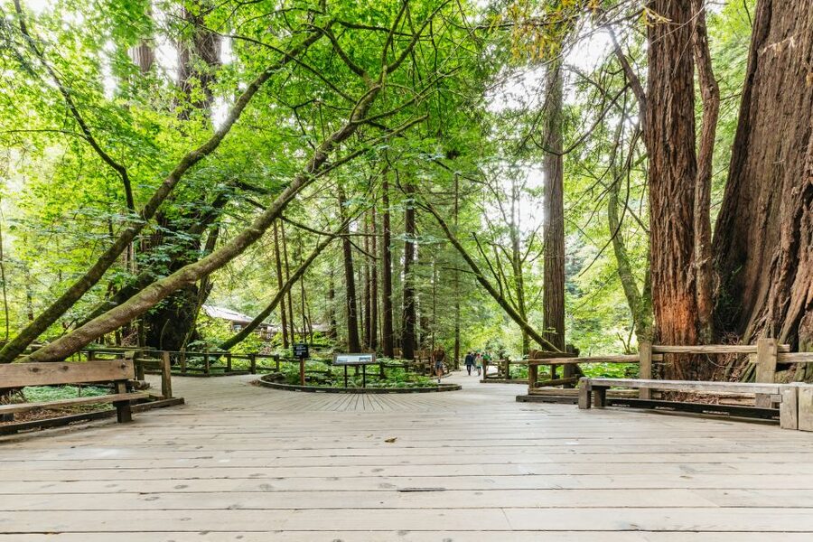 San Francisco: Muir Woods and Sausalito Small-Group Tour - From San Francisco streets to redwood silence