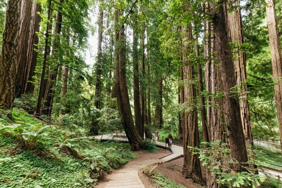 San Francisco: Muir Woods and Sausalito Small-Group Tour - Muir Woods: 80 minutes under giant redwoods