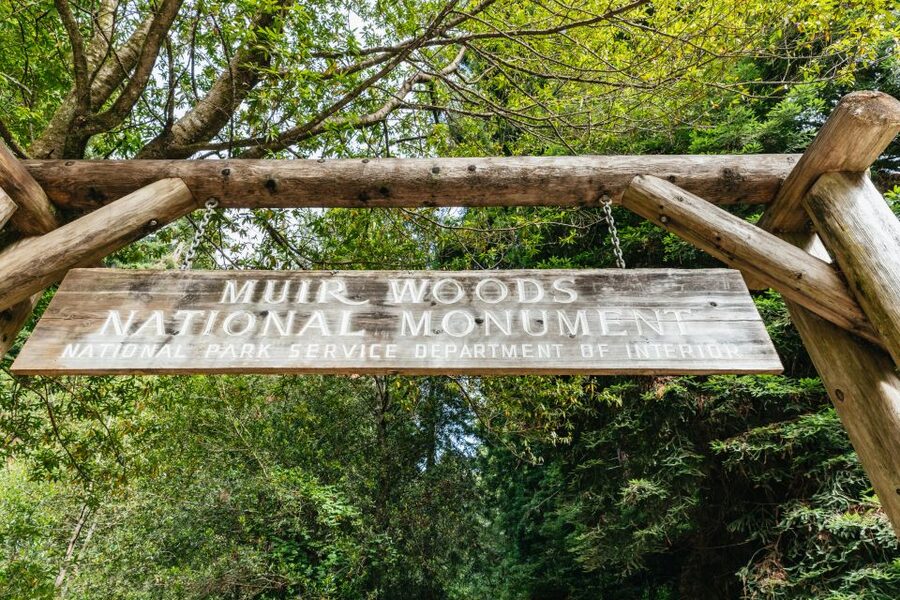 San Francisco: Muir Woods and Sausalito Small-Group Tour - Is the Muir Woods and Sausalito tour worth booking?