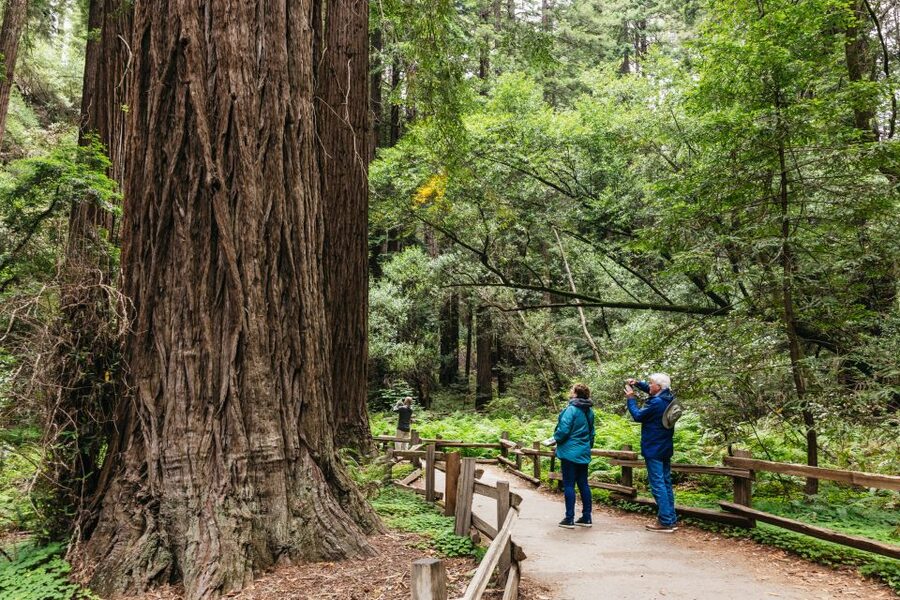 San Francisco: Muir Woods, Napa & Sonoma Valley Wine Tour - Muir Woods: one hour beneath the redwoods