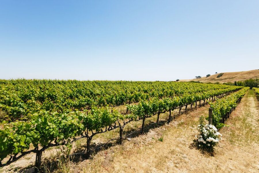 San Francisco: Muir Woods, Napa & Sonoma Valley Wine Tour - Ru Vango and Jacuzzi: two different sides of wine country