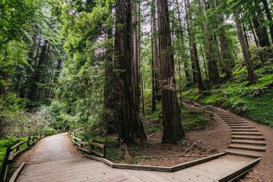 San Francisco: Muir Woods, Napa & Sonoma Valley Wine Tour - The Golden Gate Bridge photo stop