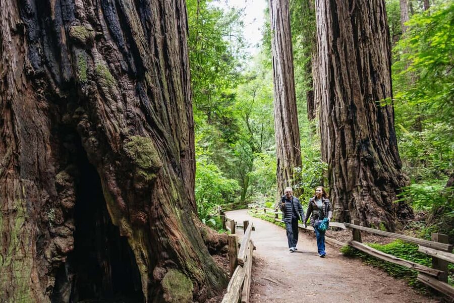 San Francisco: Muir Woods & Sausalito Tour with Ferry Option - What to do with 90 minutes under the redwoods