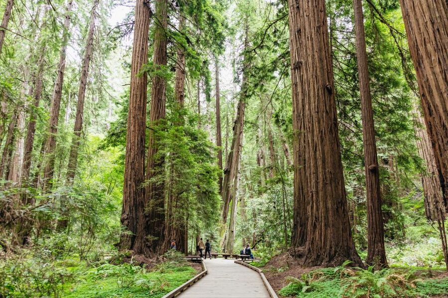 San Francisco: Muir Woods & Sausalito Tour with Ferry Option - Simple ways to make the day better