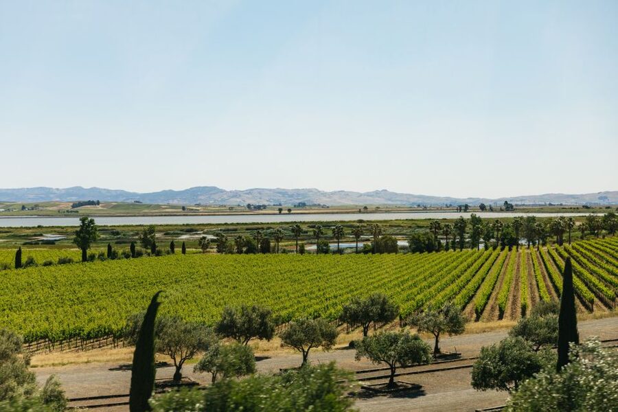 San Francisco: Napa and Sonoma Valley Wine Tour - Who should book this day out?