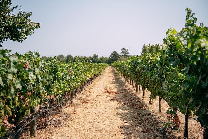 San Francisco Super Saver: Muir Woods & Wine Country w/ optional Gourmet Lunch - Ru Vango Winery and the first tasting