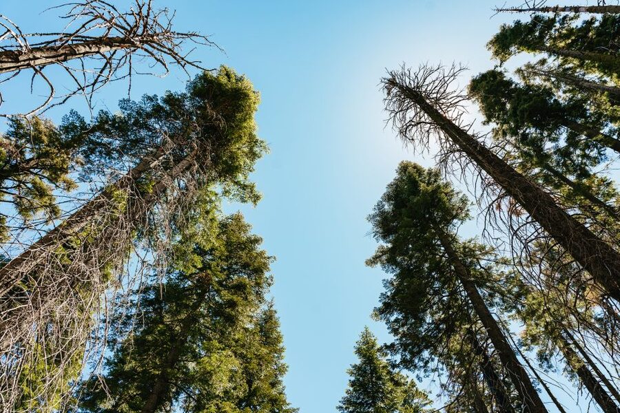 San Francisco: Yosemite National Park & Giant Sequoias Hike - Tunnel View gives you Yosemite’s big reveal