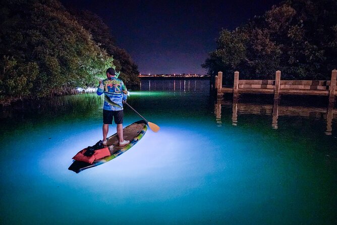 Sarasota - Clear Kayak LED Night Glass Bottom Tour - What the Clear Kayak Shows You