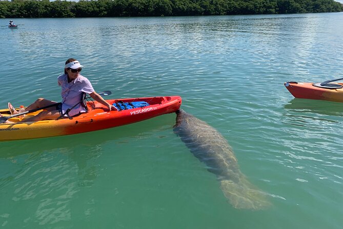 Sarasota Mangrove Tunnel Guided Kayak Adventure - How Wind, Tide, and Timing Affect the Day