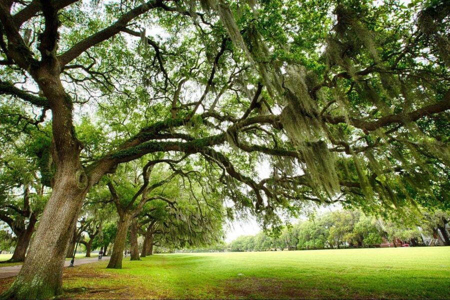 Savannah: Riverboat Cruise & City Tour Combo - The best photo opportunities on land and water