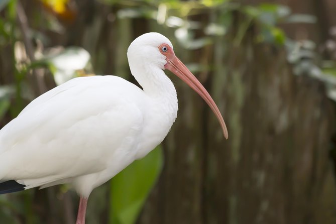 Savannah to Tybee Island with Dolphin Cruise - Key points before you book