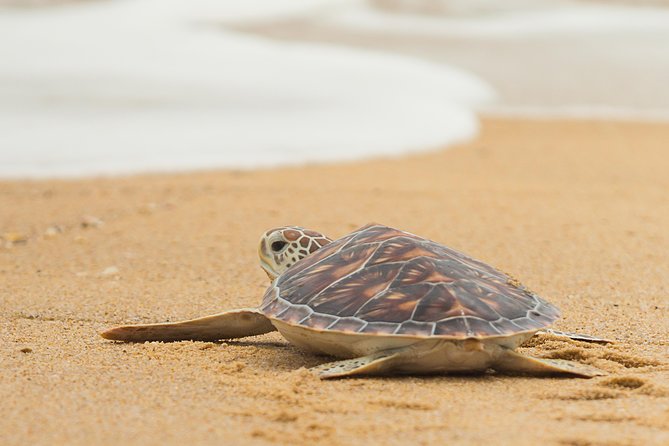 Savannah to Tybee Island with Dolphin Cruise - Why Tybee Island works as a Savannah day trip