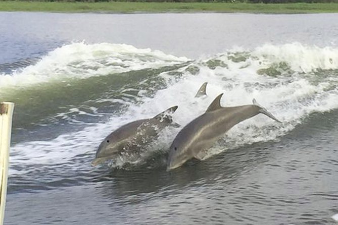 Savannah to Tybee Island with Dolphin Cruise - The guides make a real difference