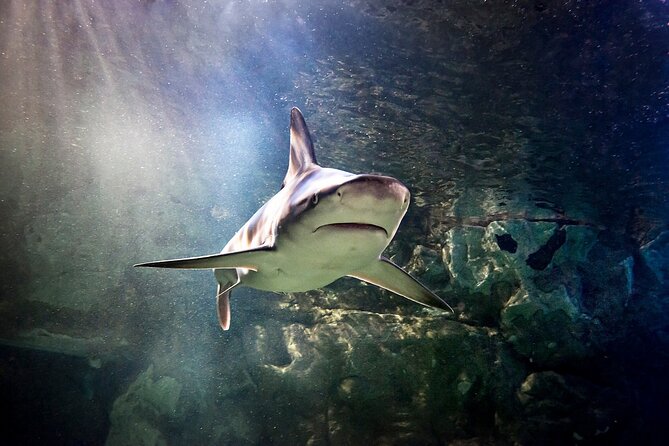 SEA LIFE Orlando Aquarium Admission Ticket at ICON Park - From Lake Apopka to the Gulf of Mexico