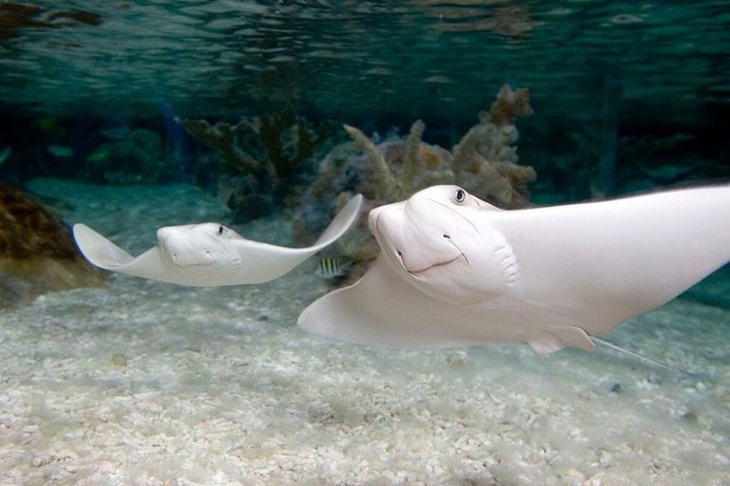 SEA LIFE Orlando Aquarium Admission Ticket at ICON Park - The Glass Tunnel and Ocean Tank