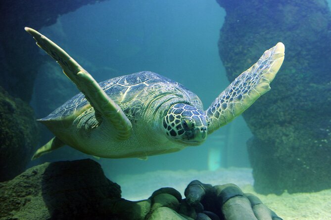 SEA LIFE Orlando Aquarium Admission Ticket at ICON Park - Feedings, Demonstrations, and Conservation