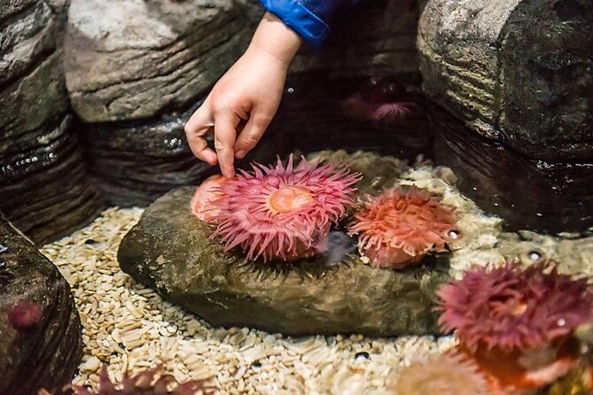 SEA LIFE Orlando Aquarium Admission Ticket at ICON Park - Is the $31.94 Admission Worth It?